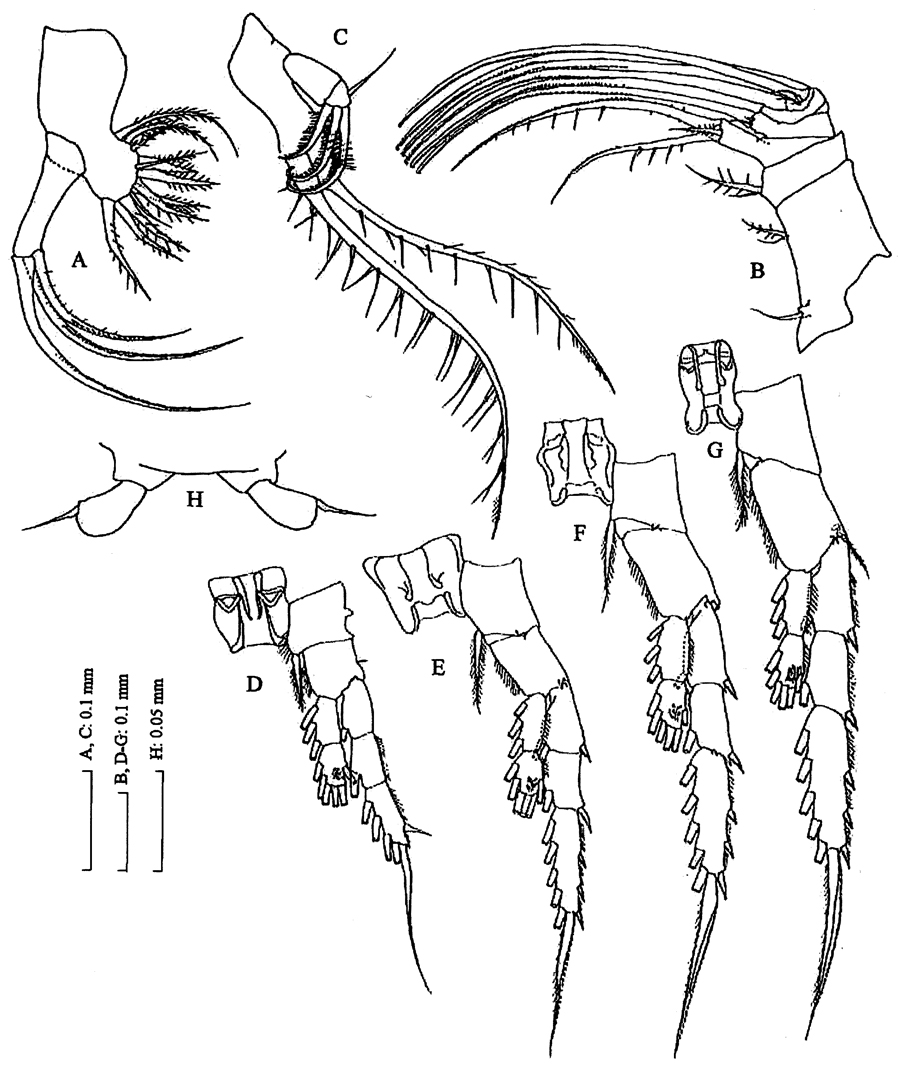 Espèce Tortanus (Atortus) vietnamicus - Planche 2 de figures morphologiques