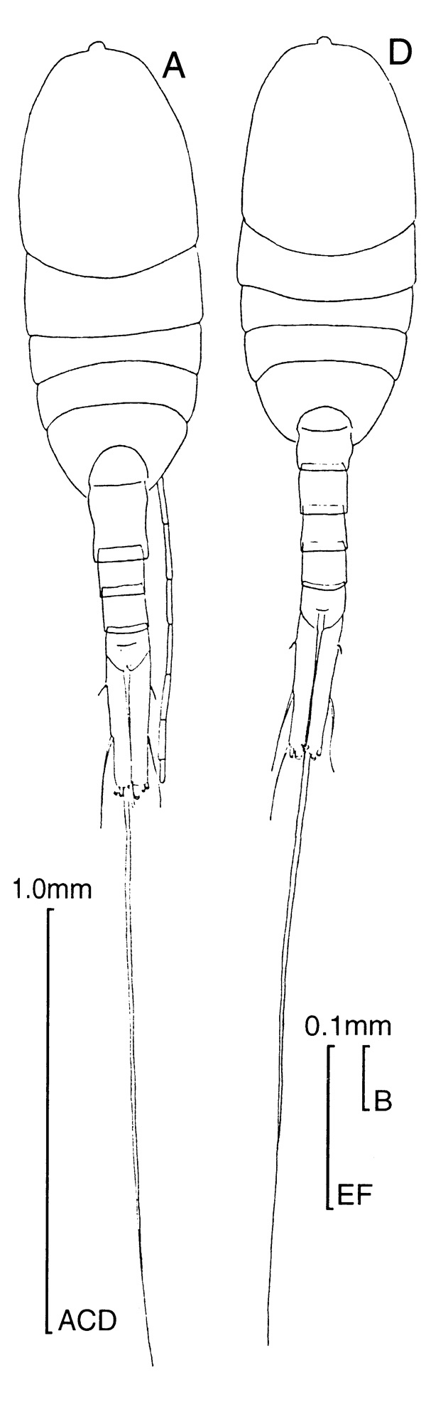 Species Lucicutia gemina - Plate 1 of morphological figures