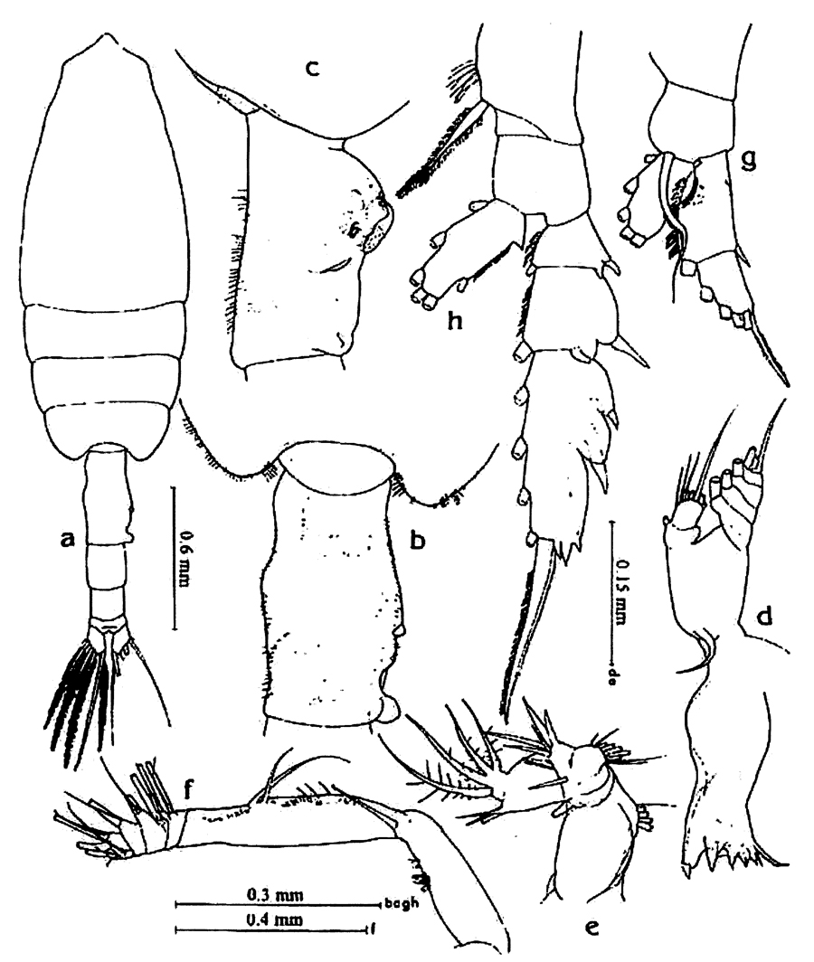 Species Euchaeta indica - Plate 12 of morphological figures