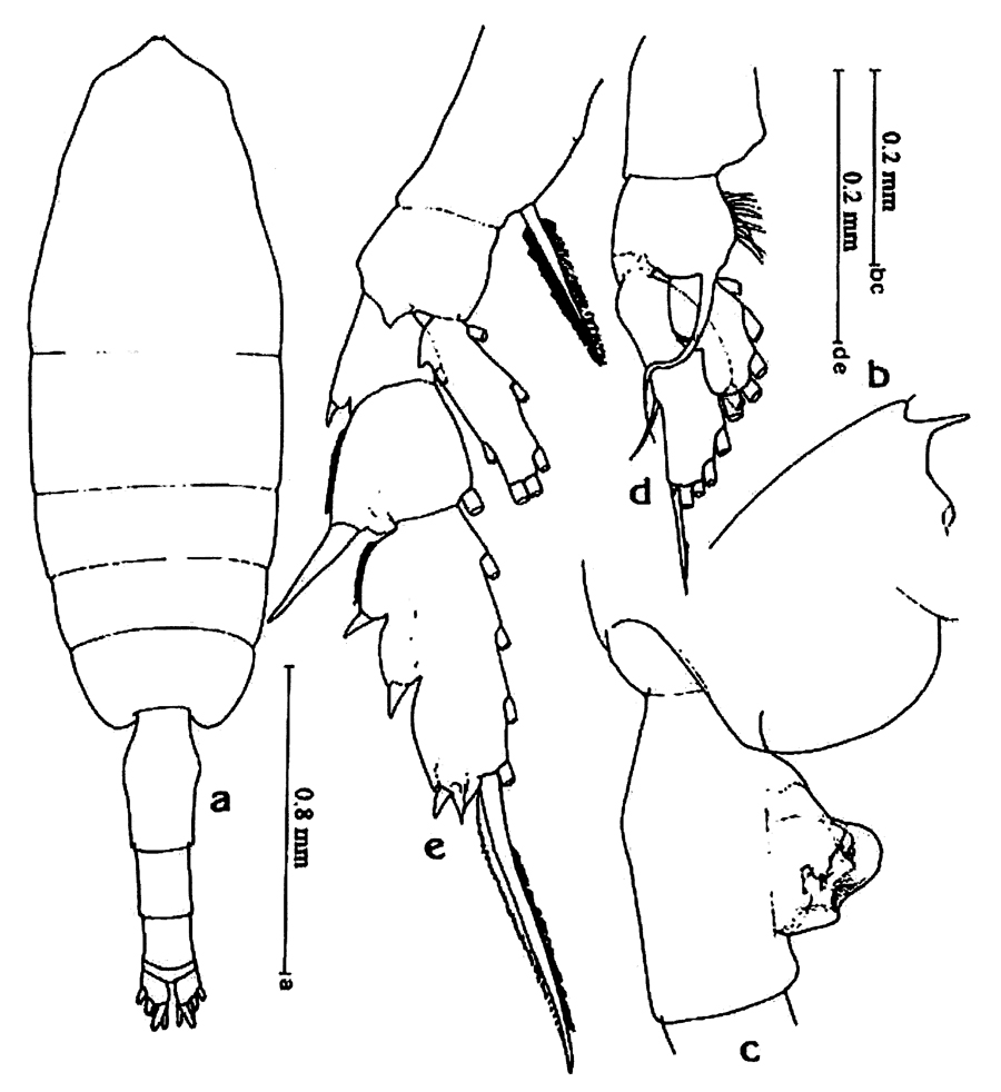 Espèce Euchaeta plana - Planche 11 de figures morphologiques