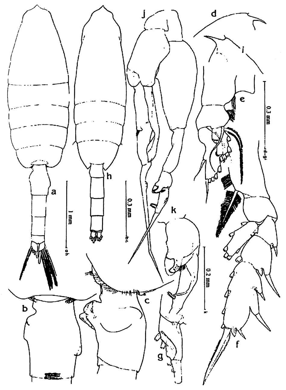 Species Euchaeta media - Plate 23 of morphological figures