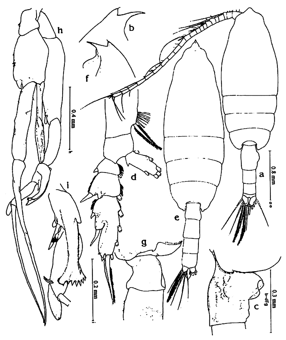 Espèce Euchaeta marina - Planche 39 de figures morphologiques