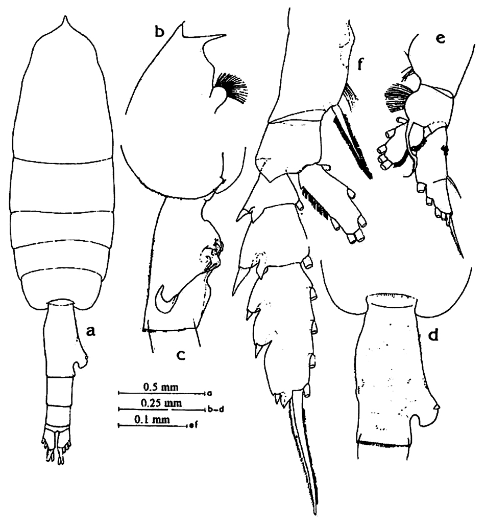 Espce Euchaeta longicornis - Planche 13 de figures morphologiques