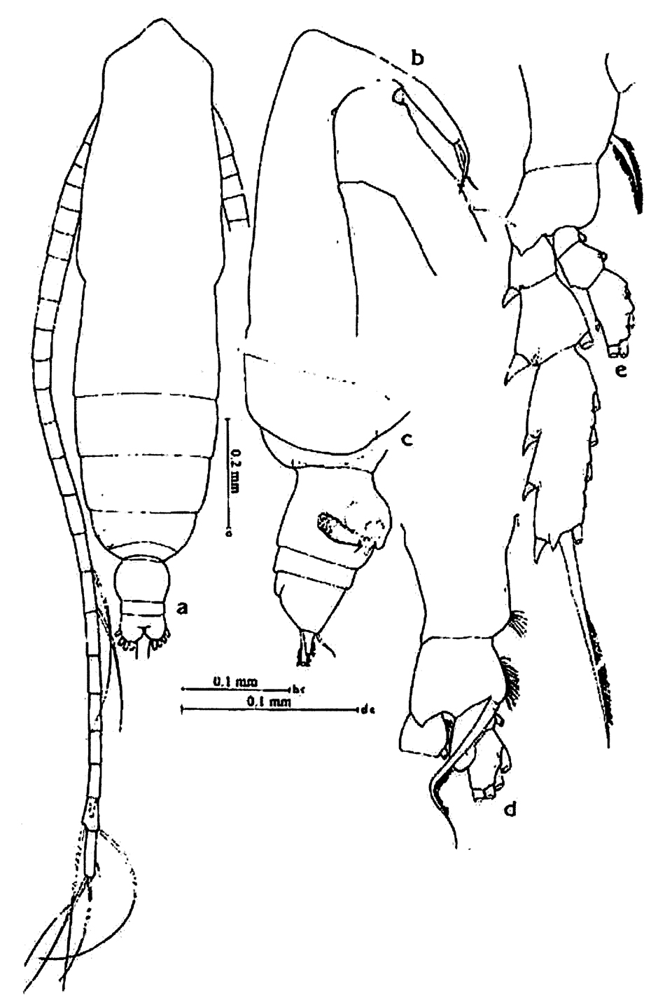 Espèce Subeucalanus subtenuis - Planche 22 de figures morphologiques