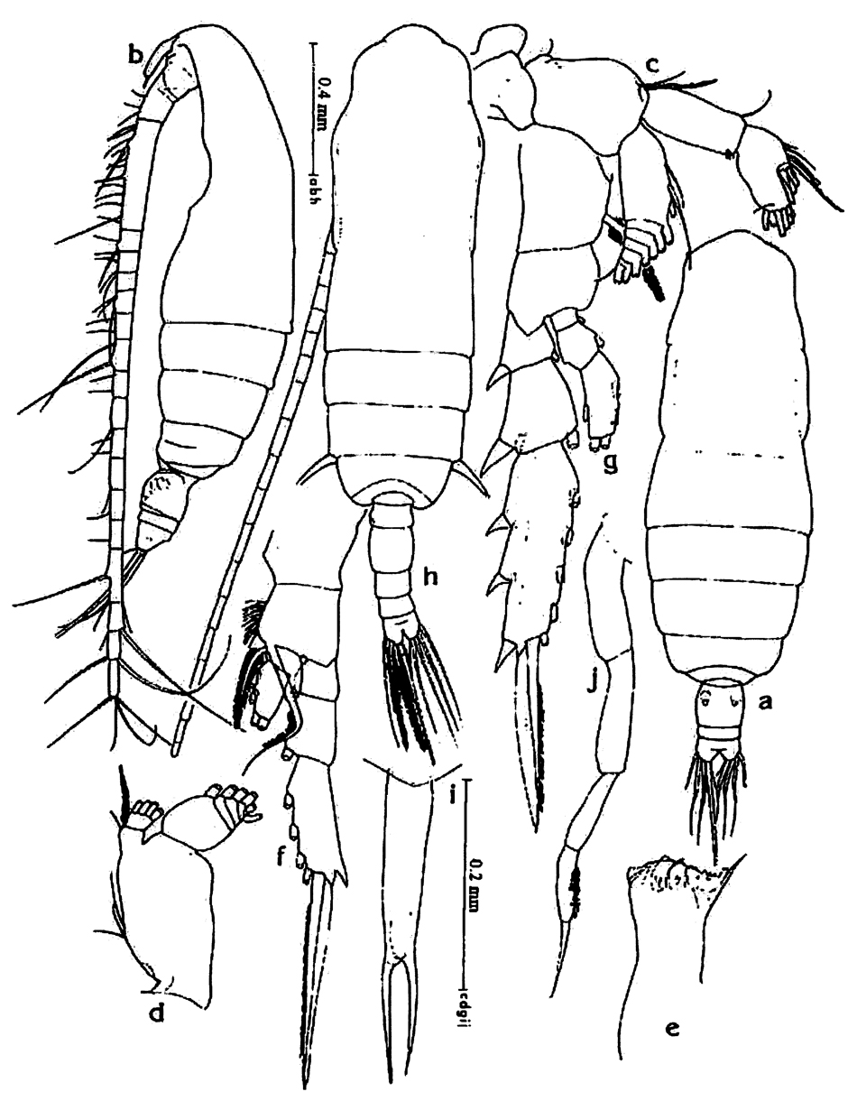 Espce Subeucalanus subcrassus - Planche 12 de figures morphologiques