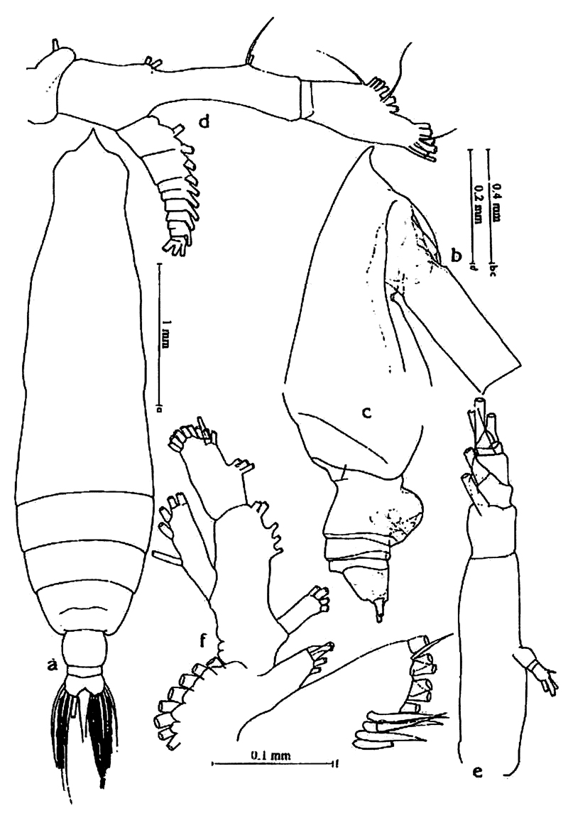 Espce Pareucalanus sewelli - Planche 12 de figures morphologiques