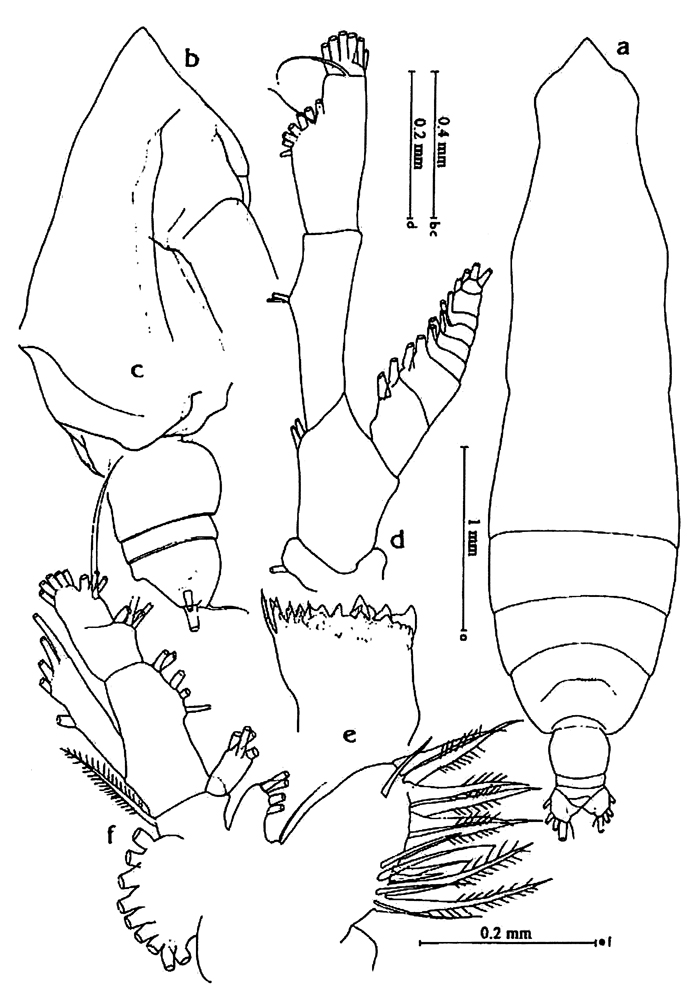 Espce Pareucalanus parki - Planche 10 de figures morphologiques