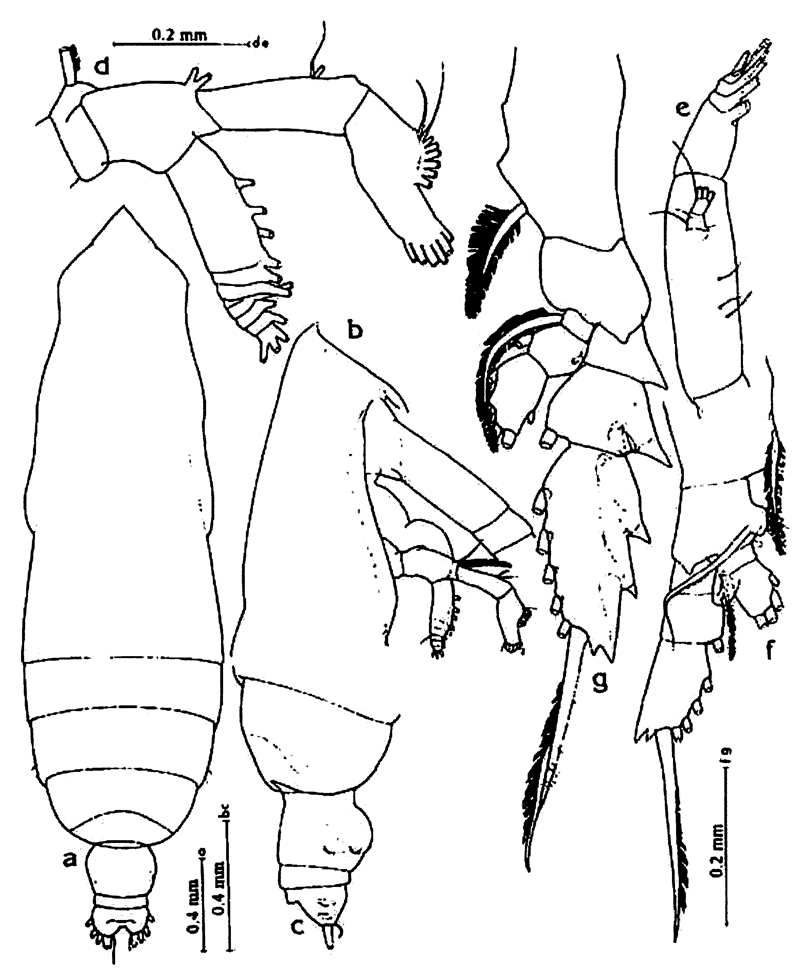 Espce Subeucalanus mucronatus - Planche 11 de figures morphologiques