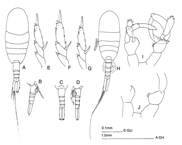 Espce Lucicutia flavicornis - Planche 3 de figures morphologiques