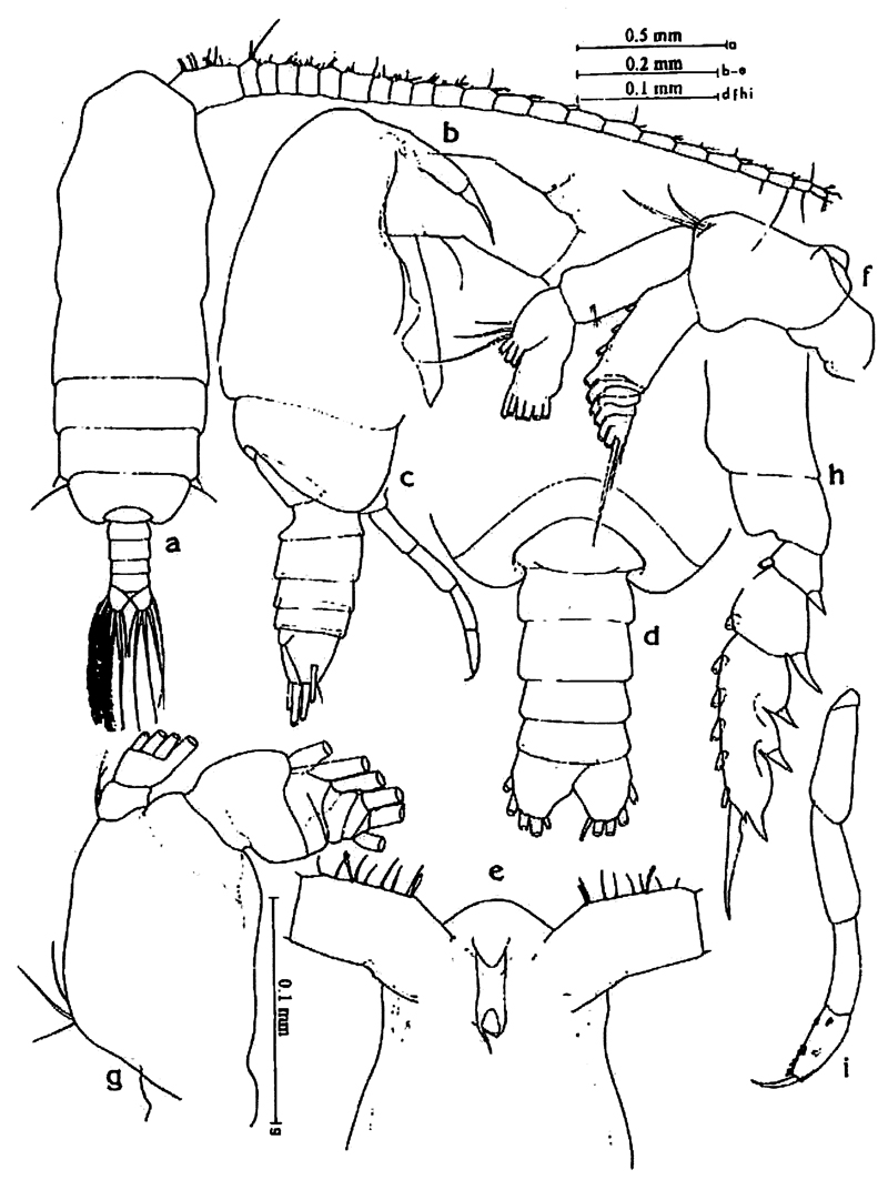 Species Subeucalanus crassus - Plate 20 of morphological figures