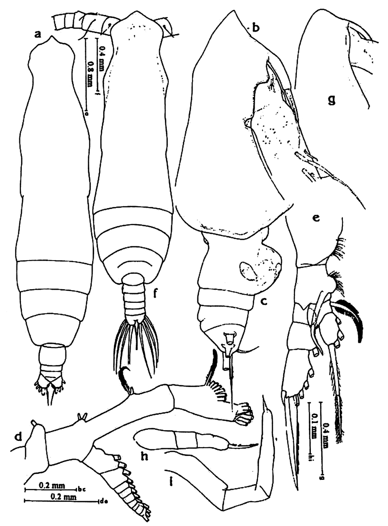 Espèce Pareucalanus attenuatus - Planche 31 de figures morphologiques