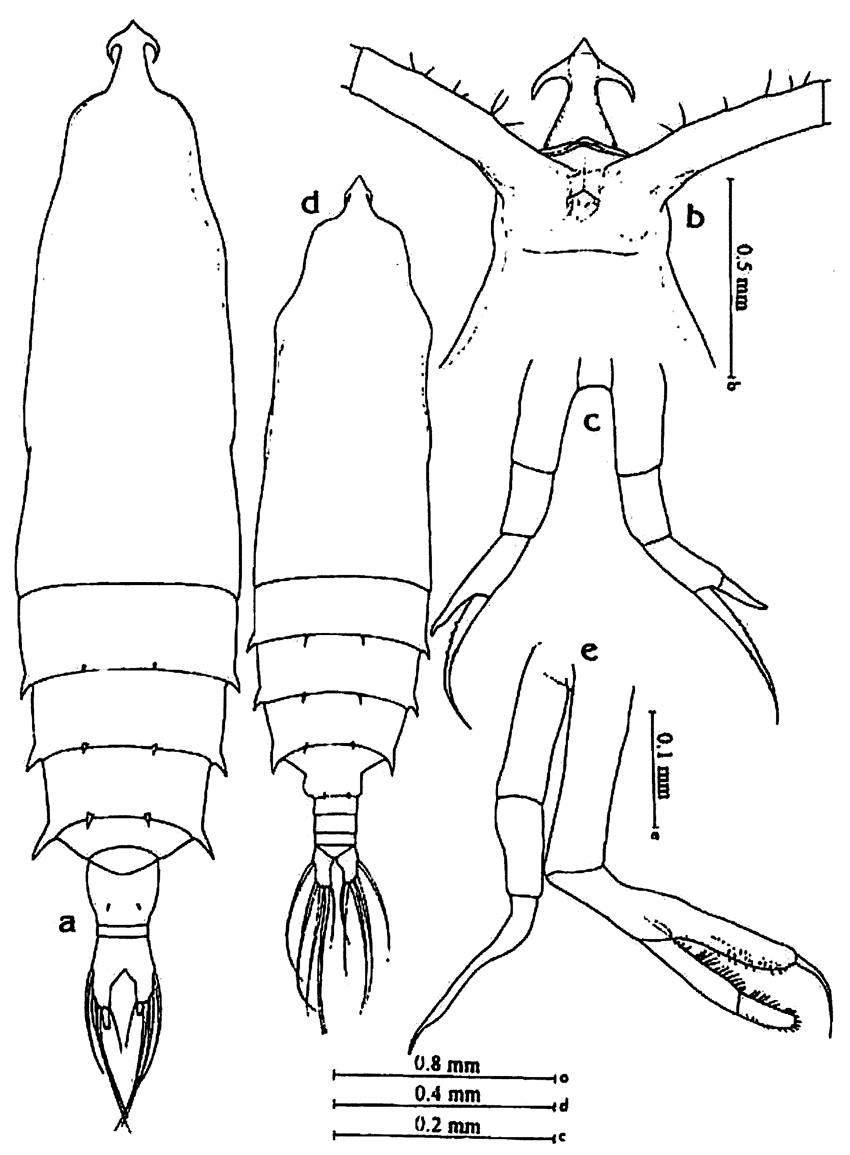 Espèce Rhincalanus cornutus - Planche 4 de figures morphologiques