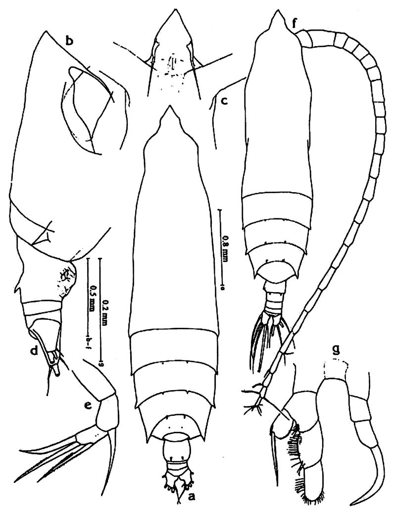 Espèce Rhincalanus nasutus - Planche 29 de figures morphologiques