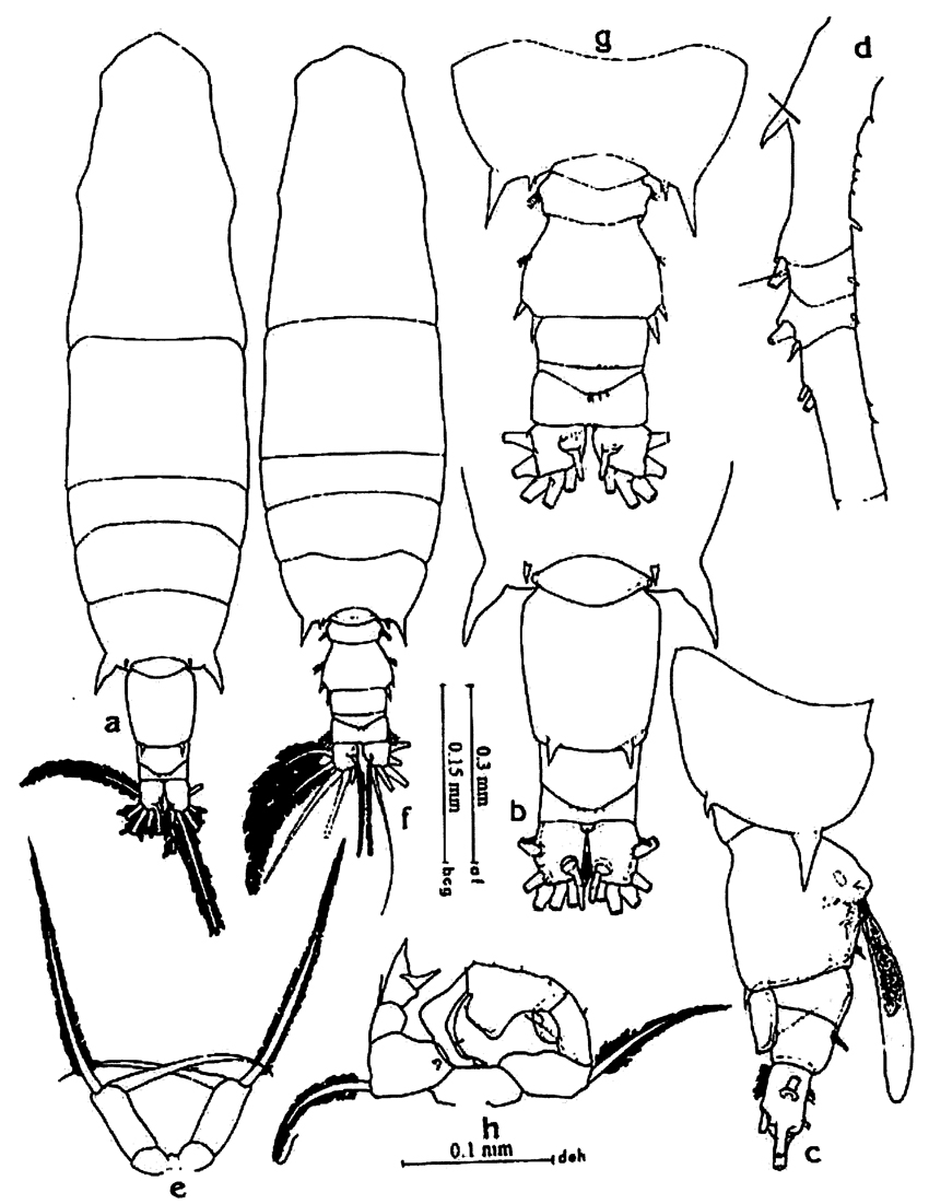Species Acartia (Odontacartia) amboinensis - Plate 8 of morphological figures