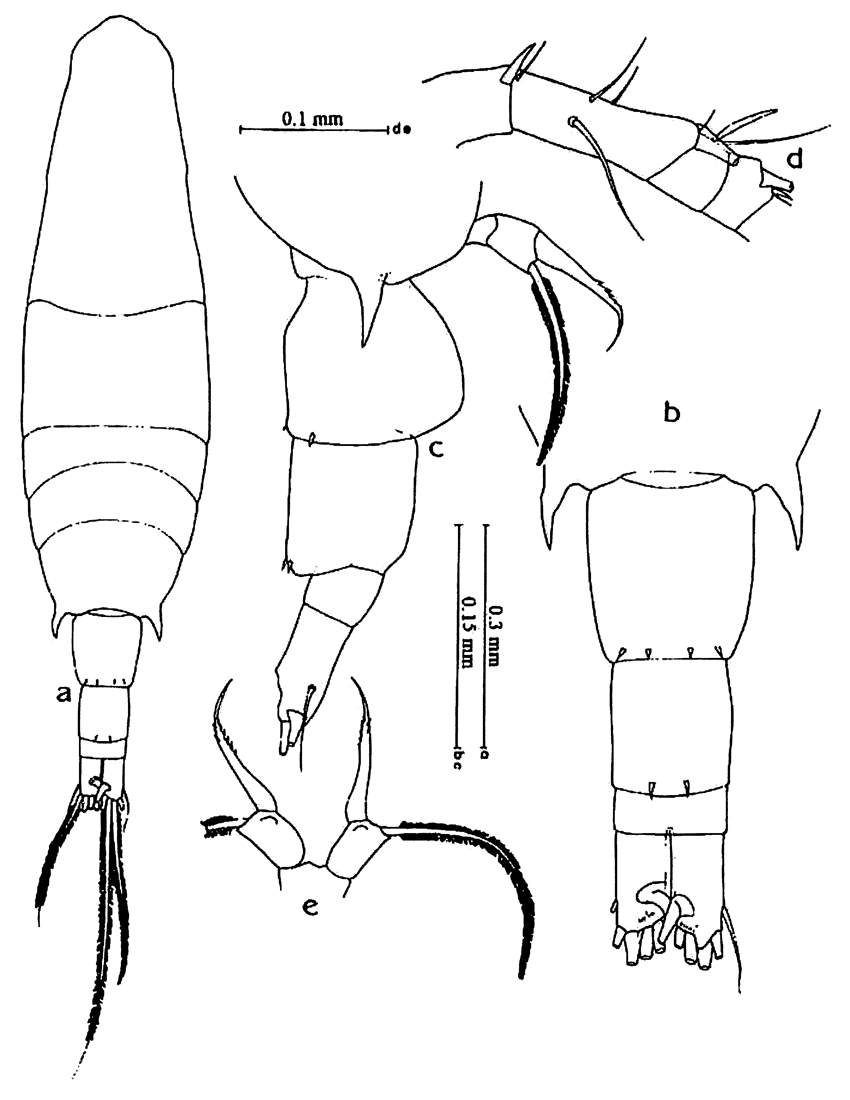 Espèce Acartia (Acartia) danae - Planche 13 de figures morphologiques