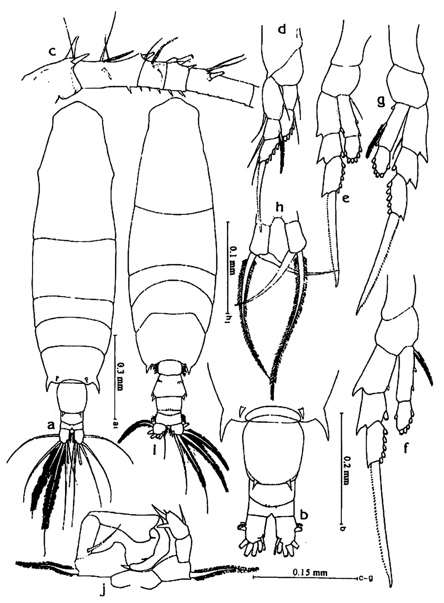 Espce Acartia (Odontacartia) erythraea - Planche 11 de figures morphologiques