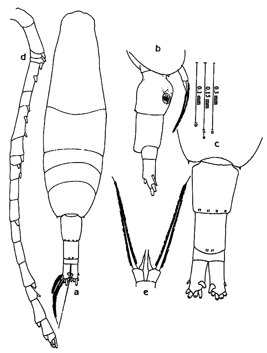 Espèce Acartia (Acartia) negligens - Planche 19 de figures morphologiques