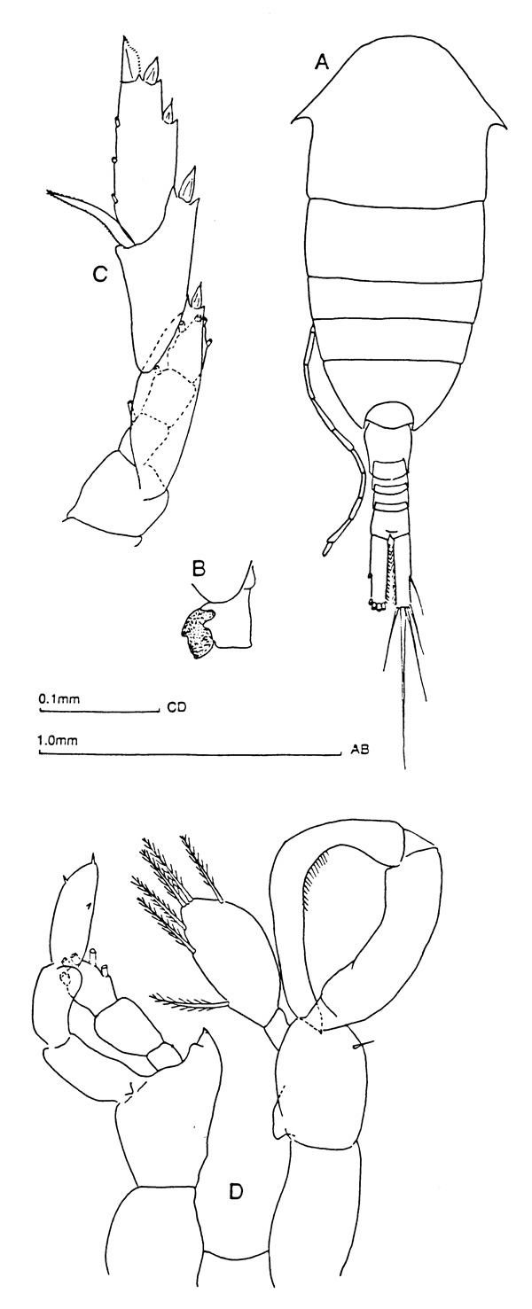 Espèce Lucicutia clausi - Planche 1 de figures morphologiques