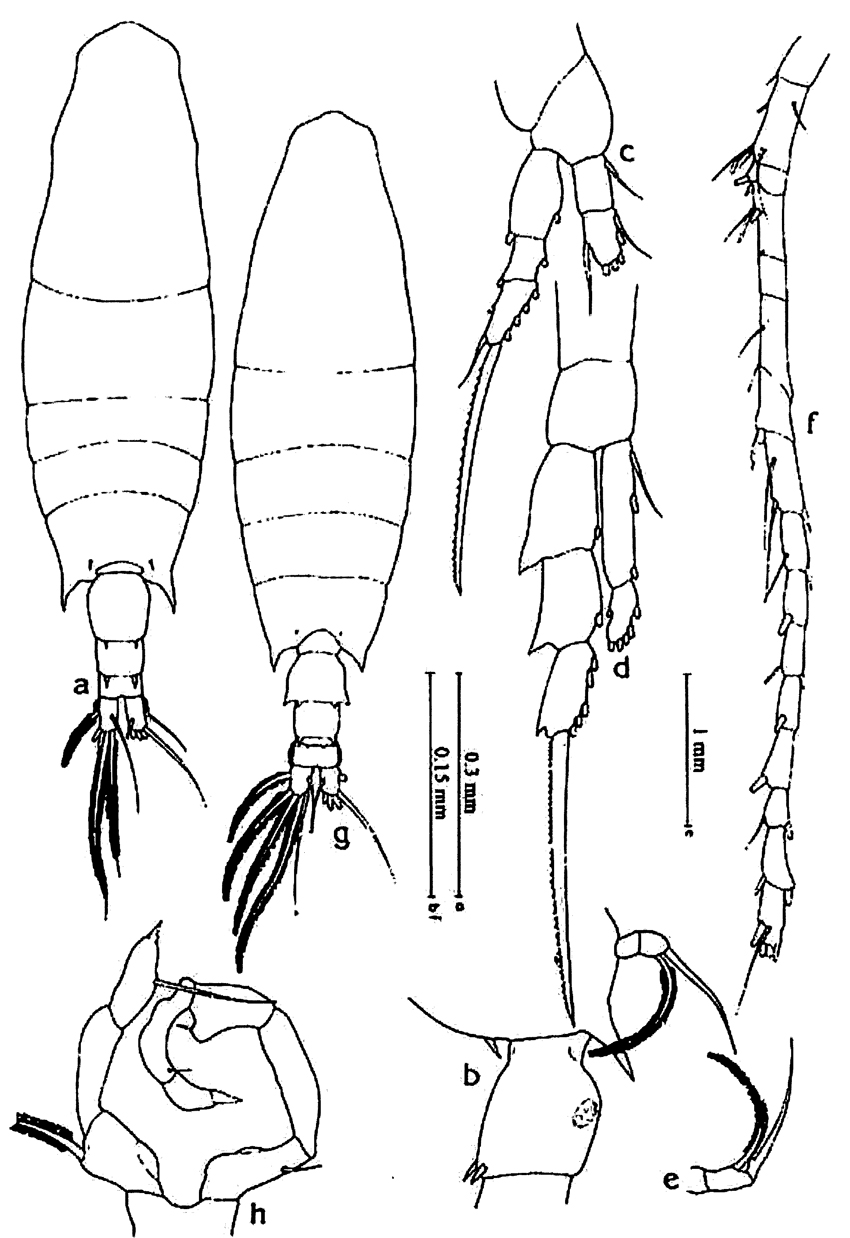 Espèce Acartia (Odontacartia) pacifica - Planche 9 de figures morphologiques