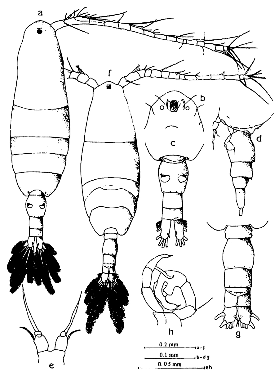 Espce Acartia (Acanthacartia) sinjiensis - Planche 13 de figures morphologiques