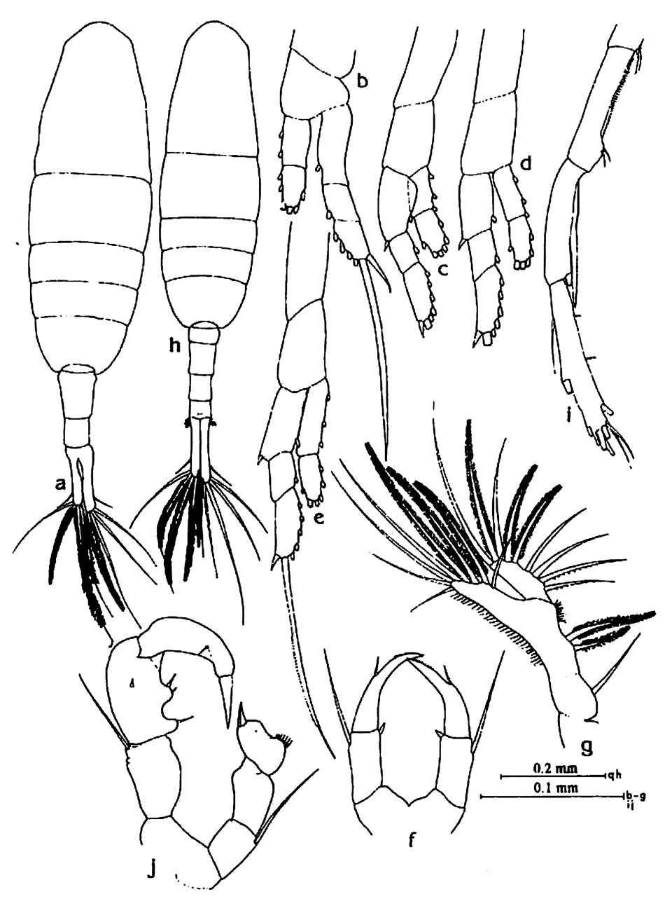 Espèce Acartiella nicolae - Planche 3 de figures morphologiques