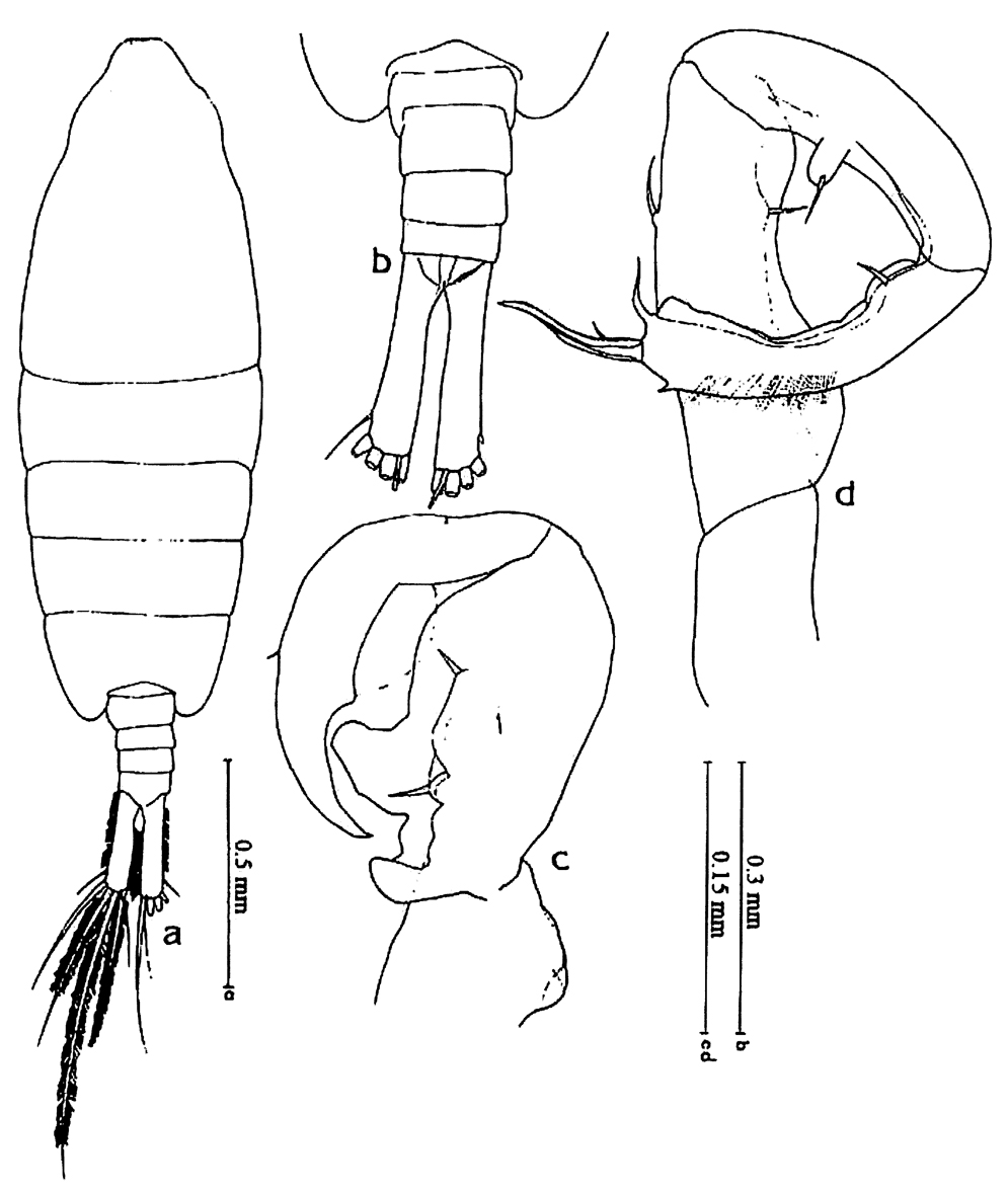 Espèce Tortanus sp. - Planche 1 de figures morphologiques