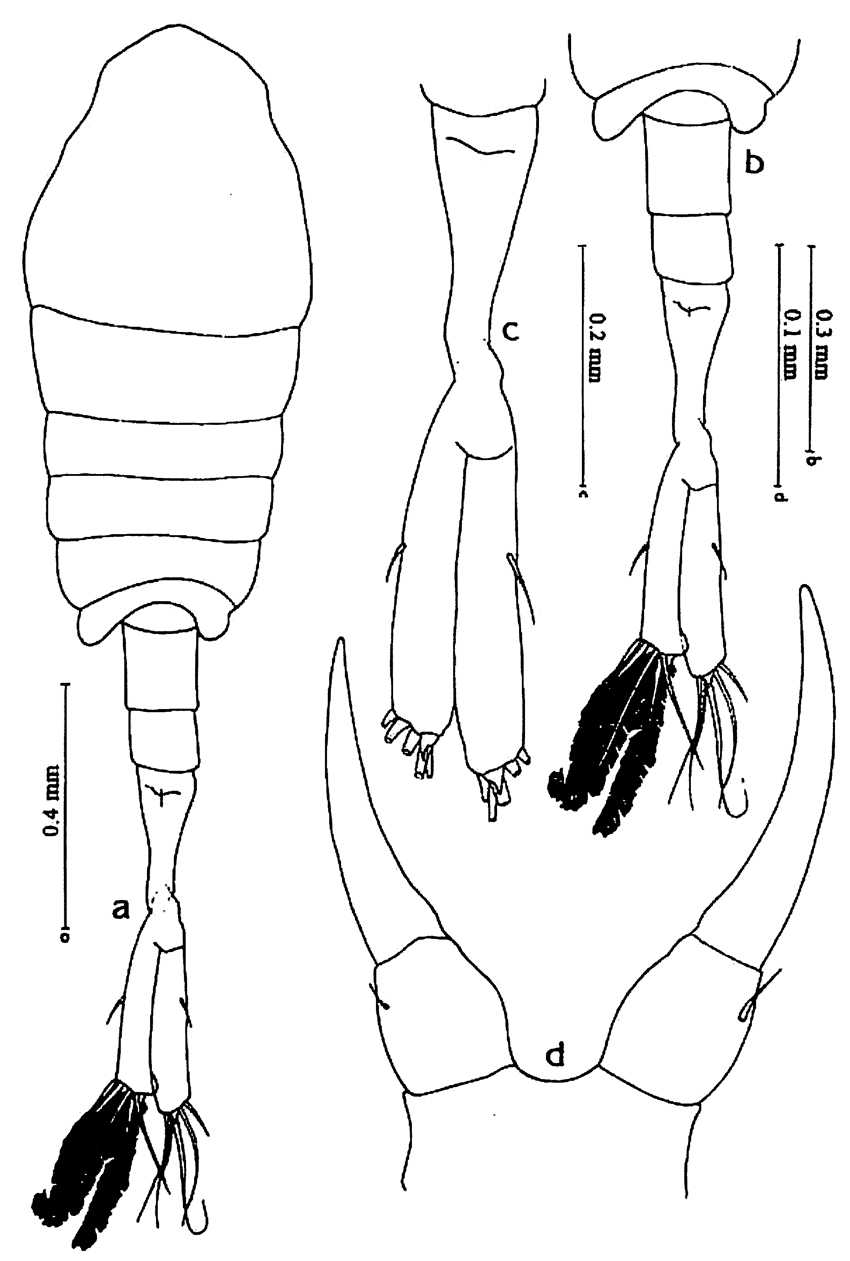 Espce Tortanus (Tortanus) gracilis - Planche 8 de figures morphologiques