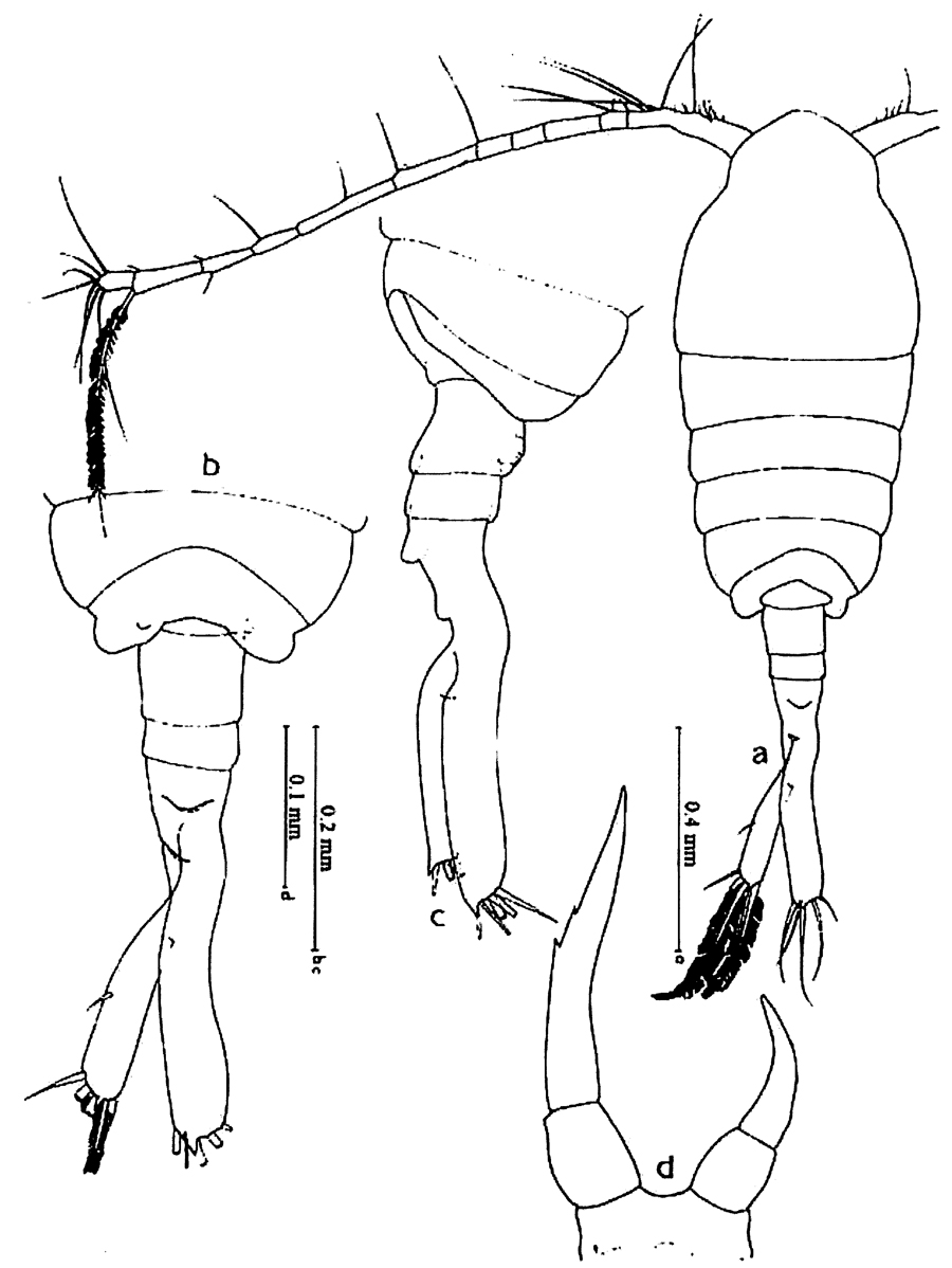 Species Tortanus (Tortanus) forcipatus - Plate 11 of morphological figures
