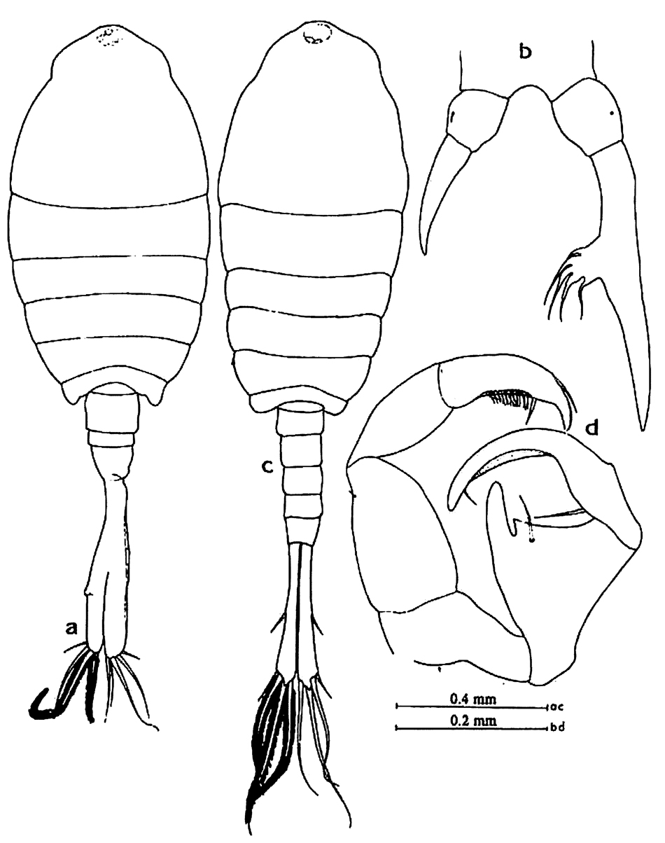 Species Tortanus (Tortanus) barbatus - Plate 9 of morphological figures