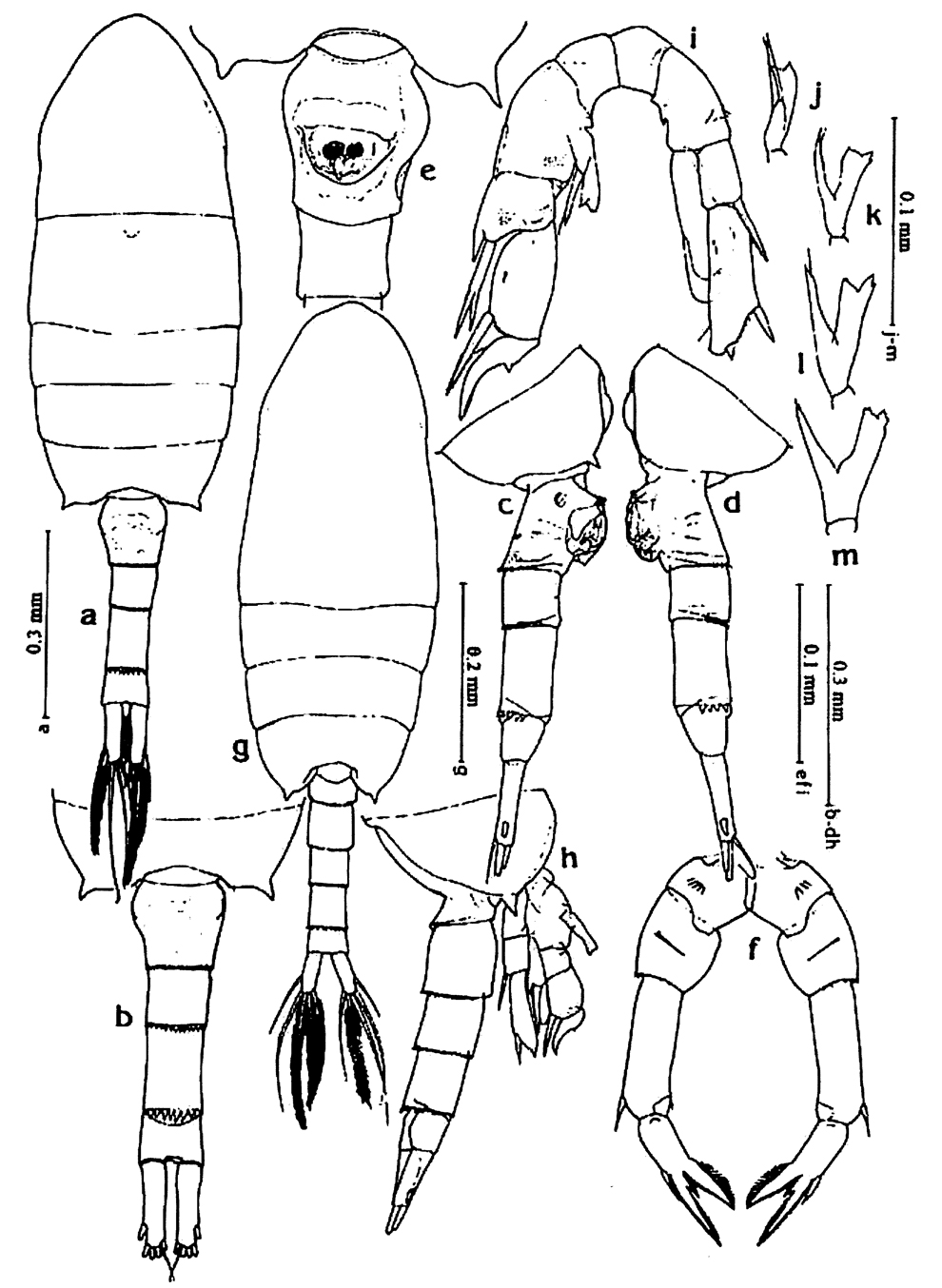 Species Pseudodiaptomus philippinensis - Plate 2 of morphological figures