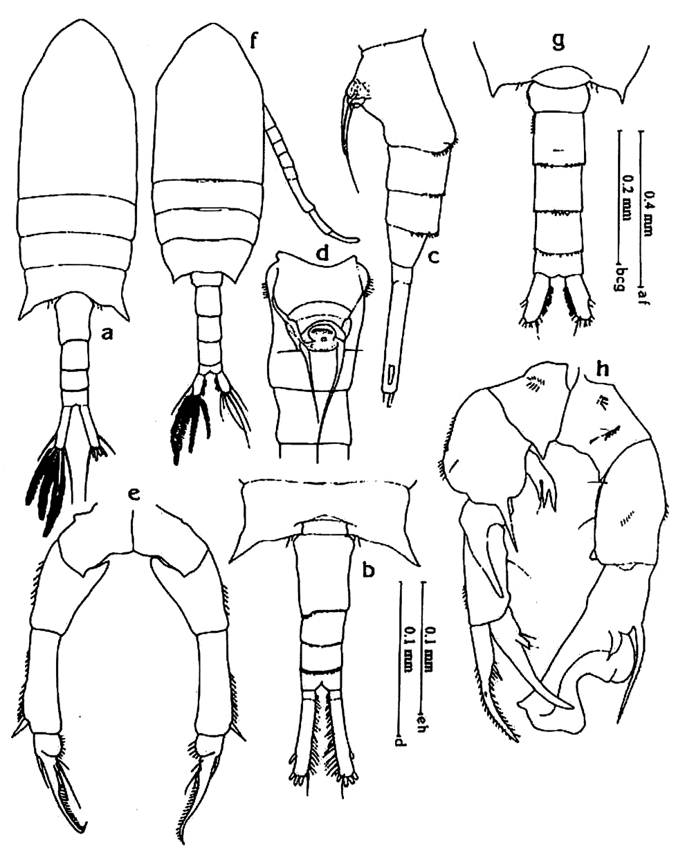 Species Pseudodiaptomus incisus - Plate 2 of morphological figures