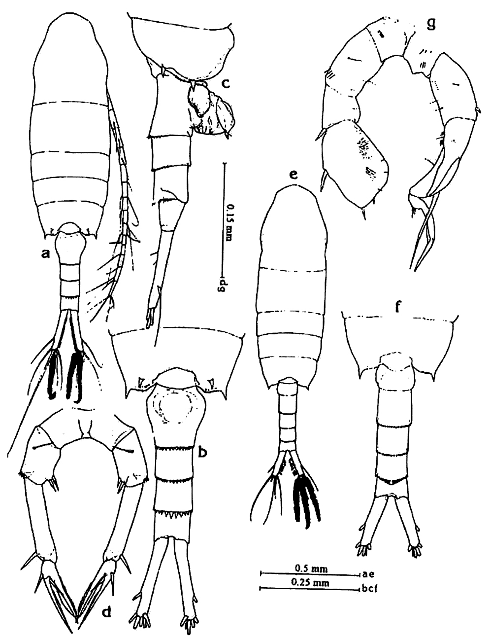 Species Pseudodiaptomus clevei - Plate 5 of morphological figures
