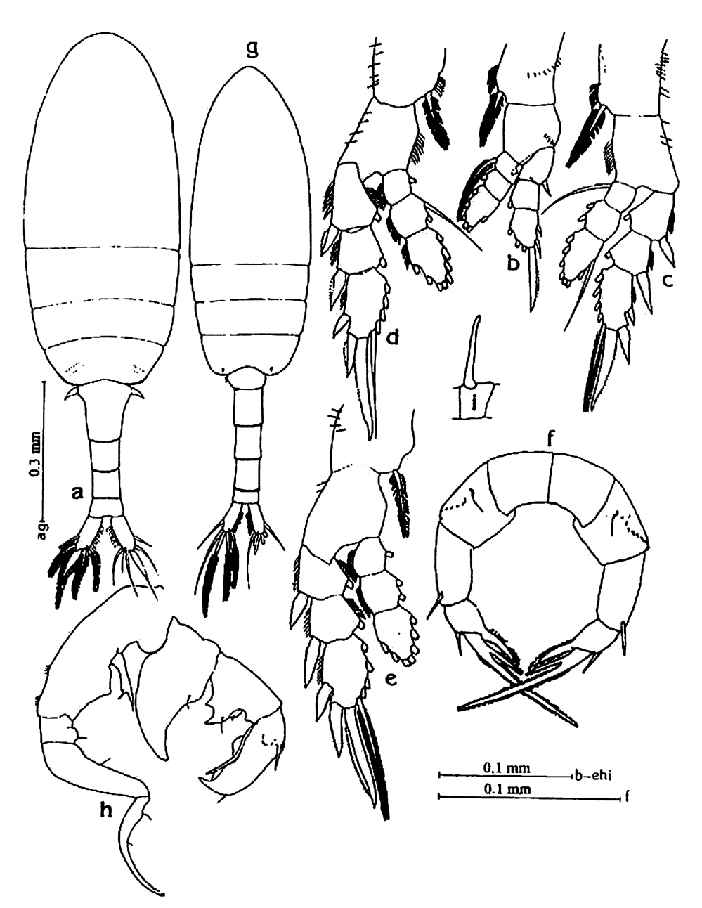 Species Pseudodiaptomus annandalei - Plate 8 of morphological figures
