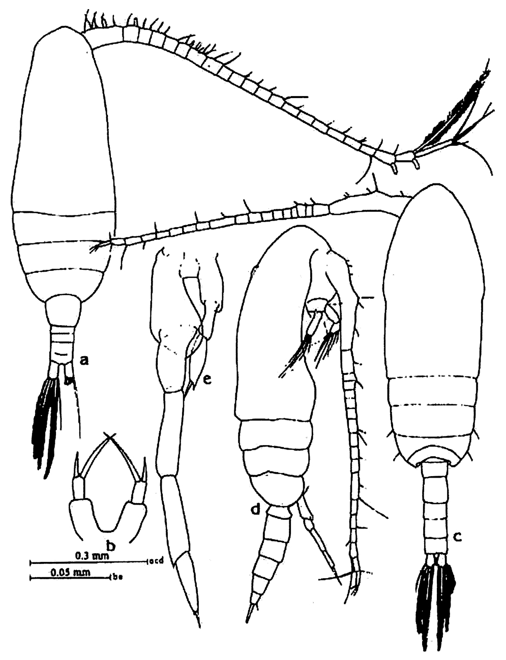 Espèce Paracalanus aculeatus - Planche 15 de figures morphologiques