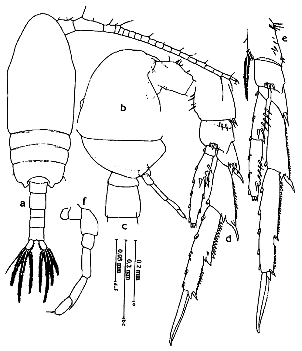 Espce Acrocalanus gibber - Planche 10 de figures morphologiques