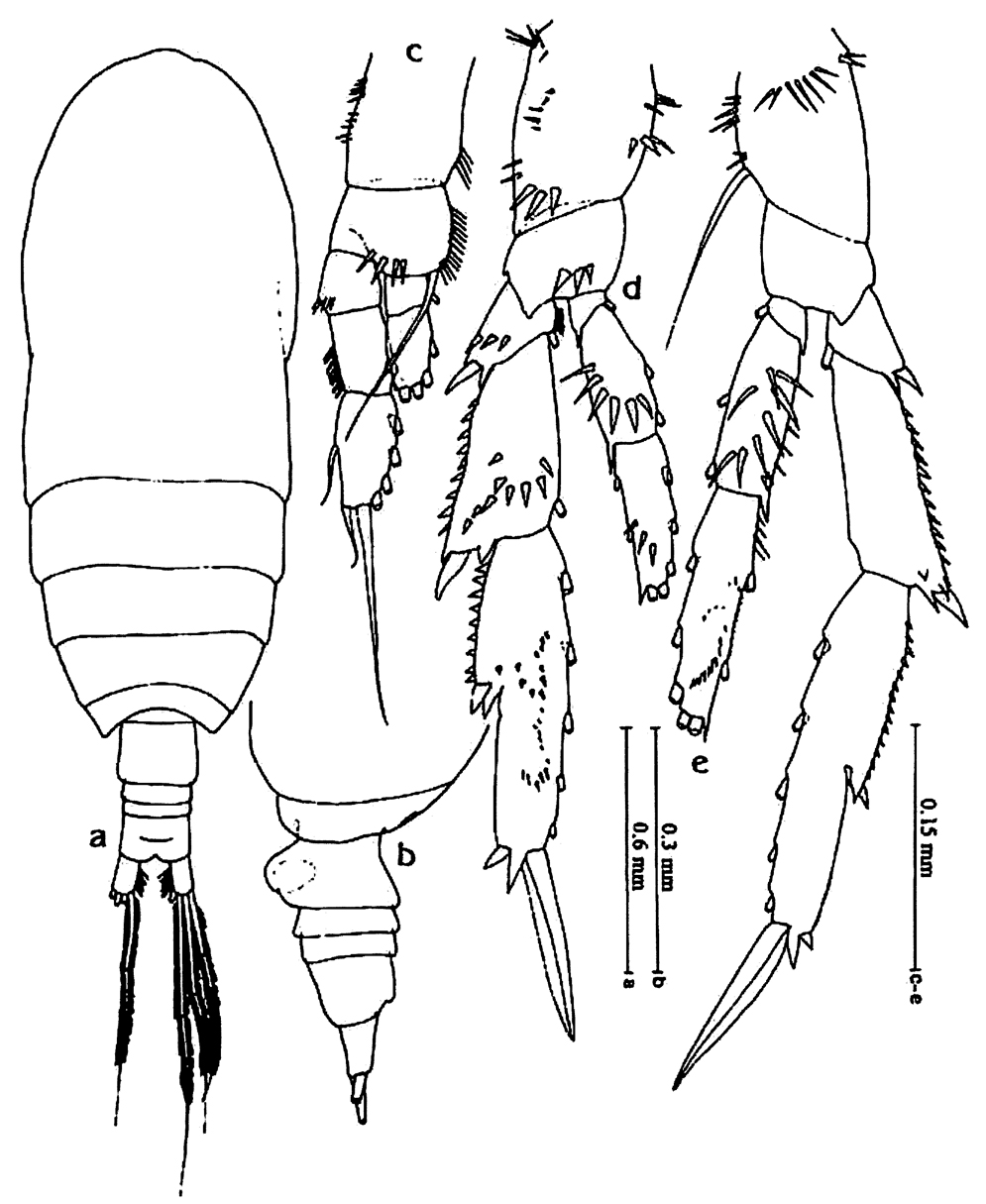 Species Acrocalanus gracilis - Plate 12 of morphological figures