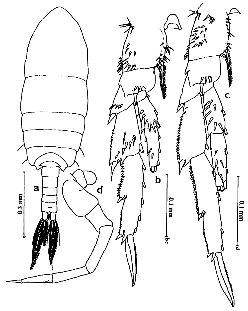 Espèce Acrocalanus longicornis - Planche 20 de figures morphologiques