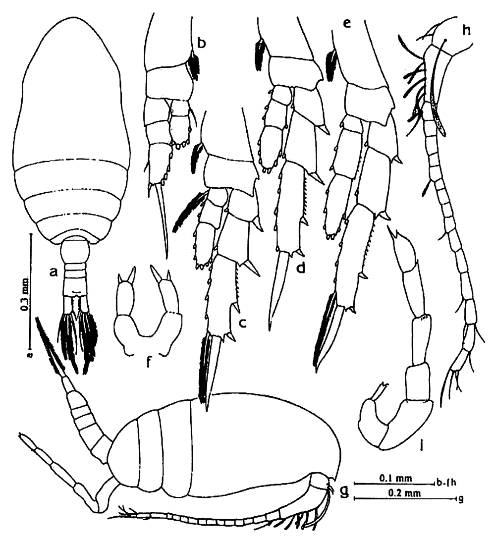 Species Parvocalanus crassirostris - Plate 23 of morphological figures