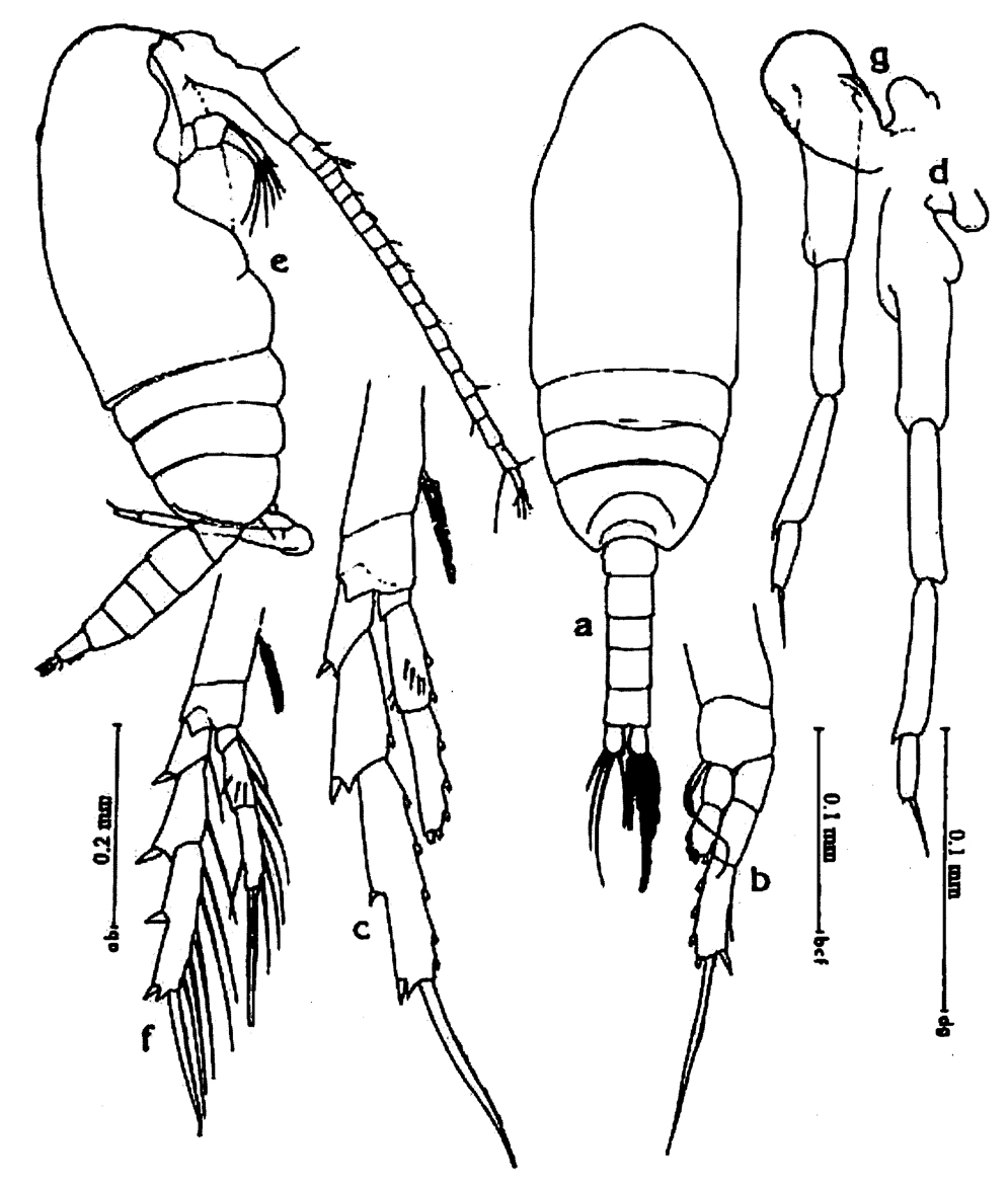 Species Bestiolina sp. - Plate 1 of morphological figures