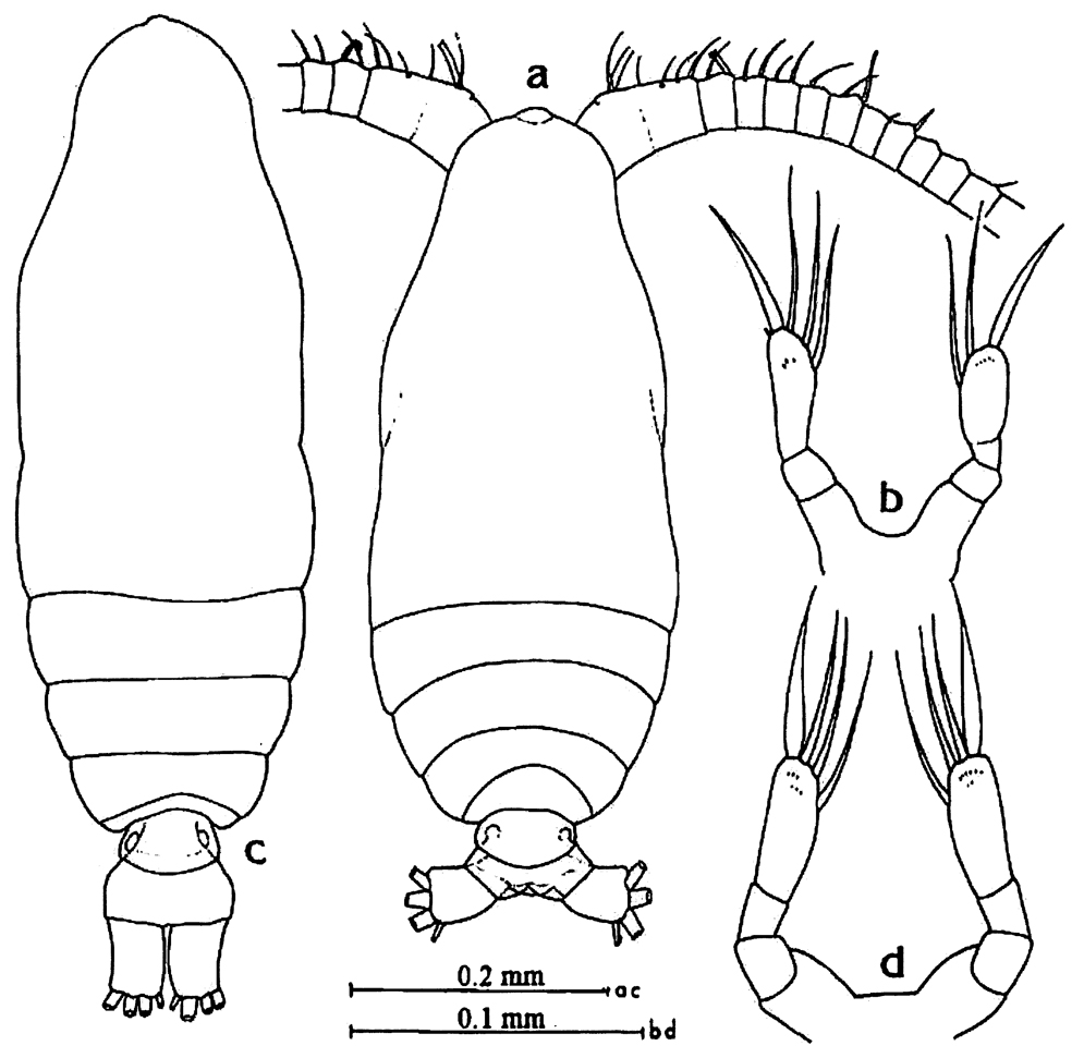 Espce Calocalanus pavo - Planche 19 de figures morphologiques