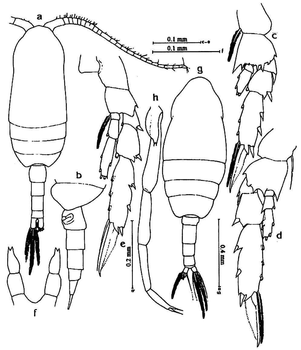 Espèce Clausocalanus furcatus - Planche 22 de figures morphologiques