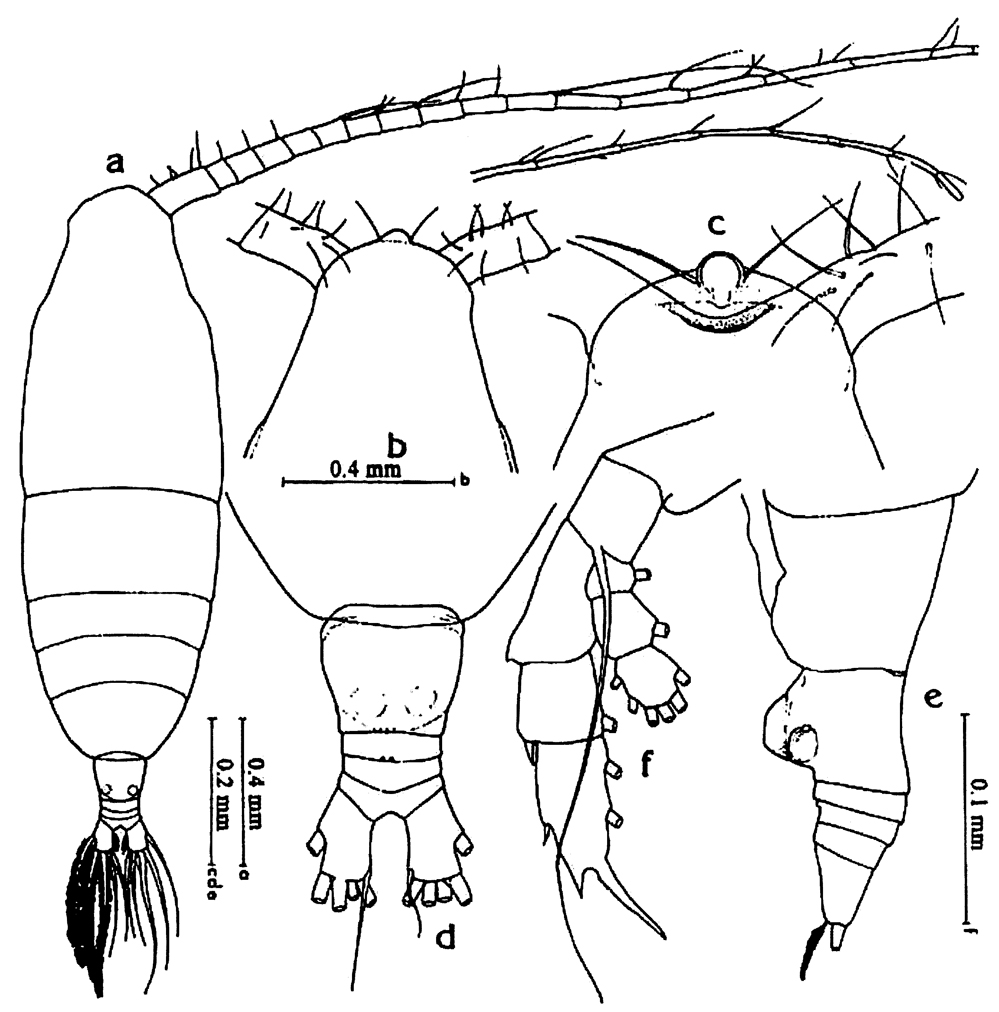 Espce Haloptilus longicornis - Planche 24 de figures morphologiques