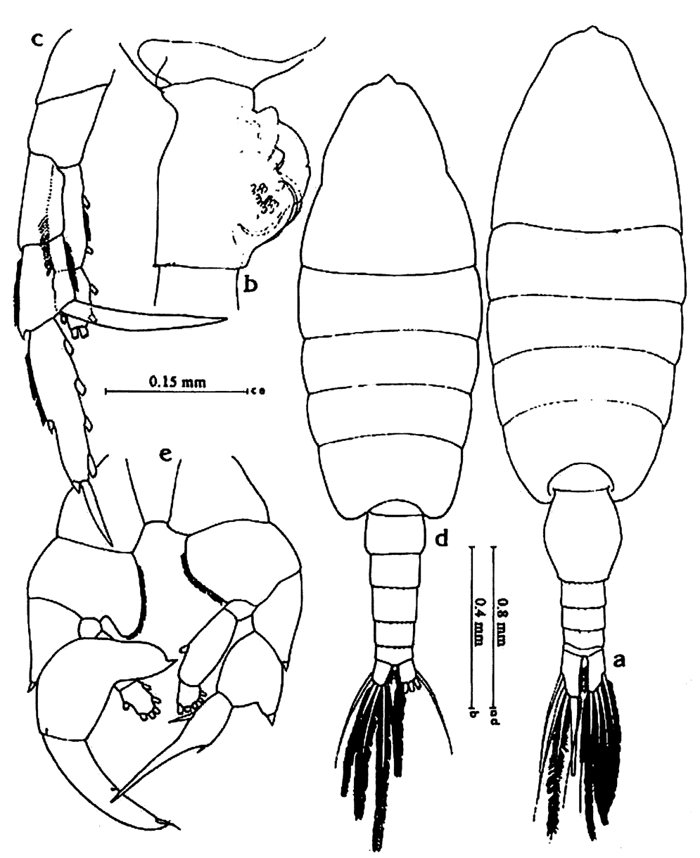 Species Heterorhabdus papilliger - Plate 28 of morphological figures