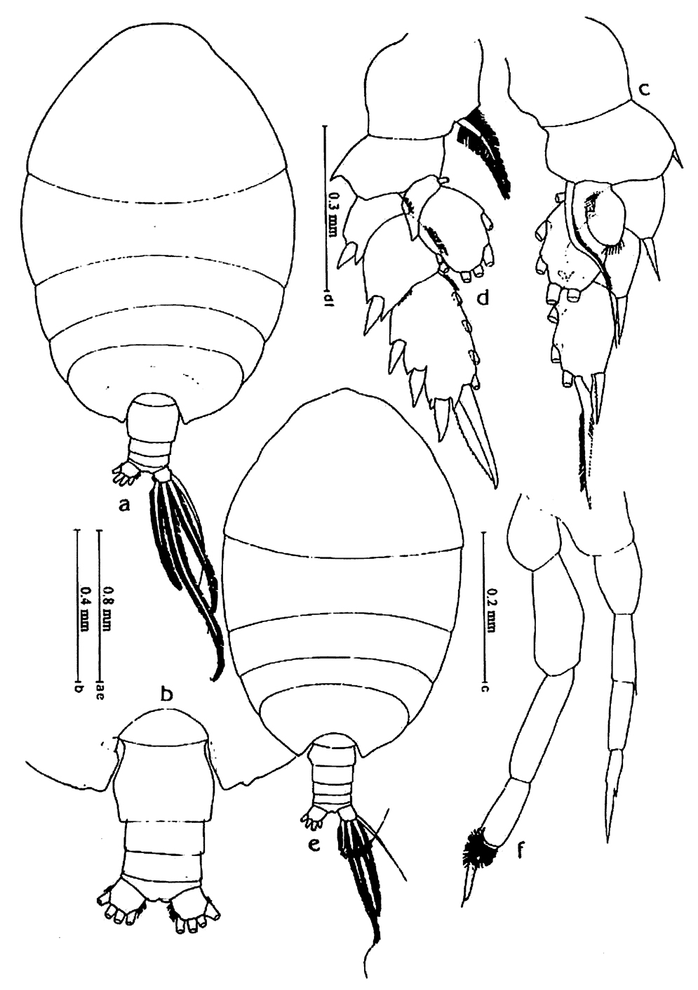 Espce Phaenna spinifera - Planche 37 de figures morphologiques