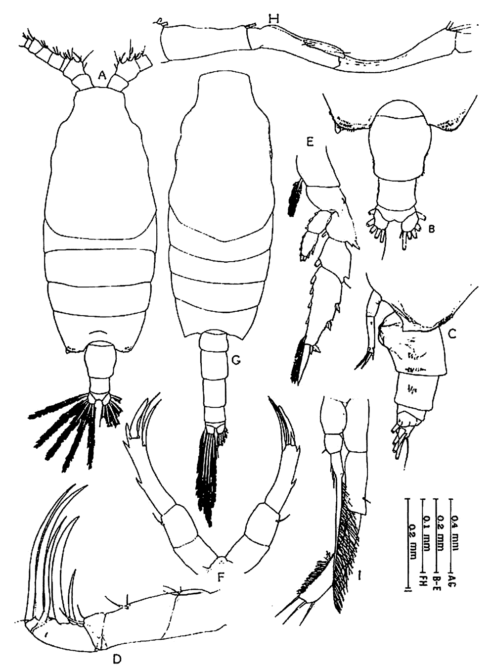 Espce Candacia truncata - Planche 10 de figures morphologiques
