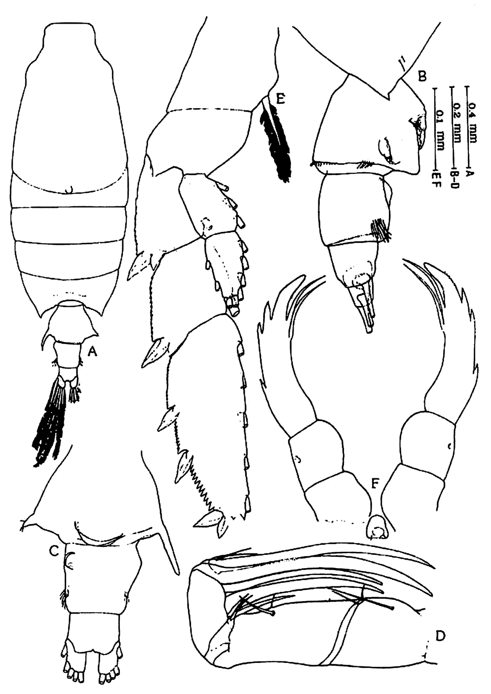 Species Candacia bispinosa - Plate 6 of morphological figures