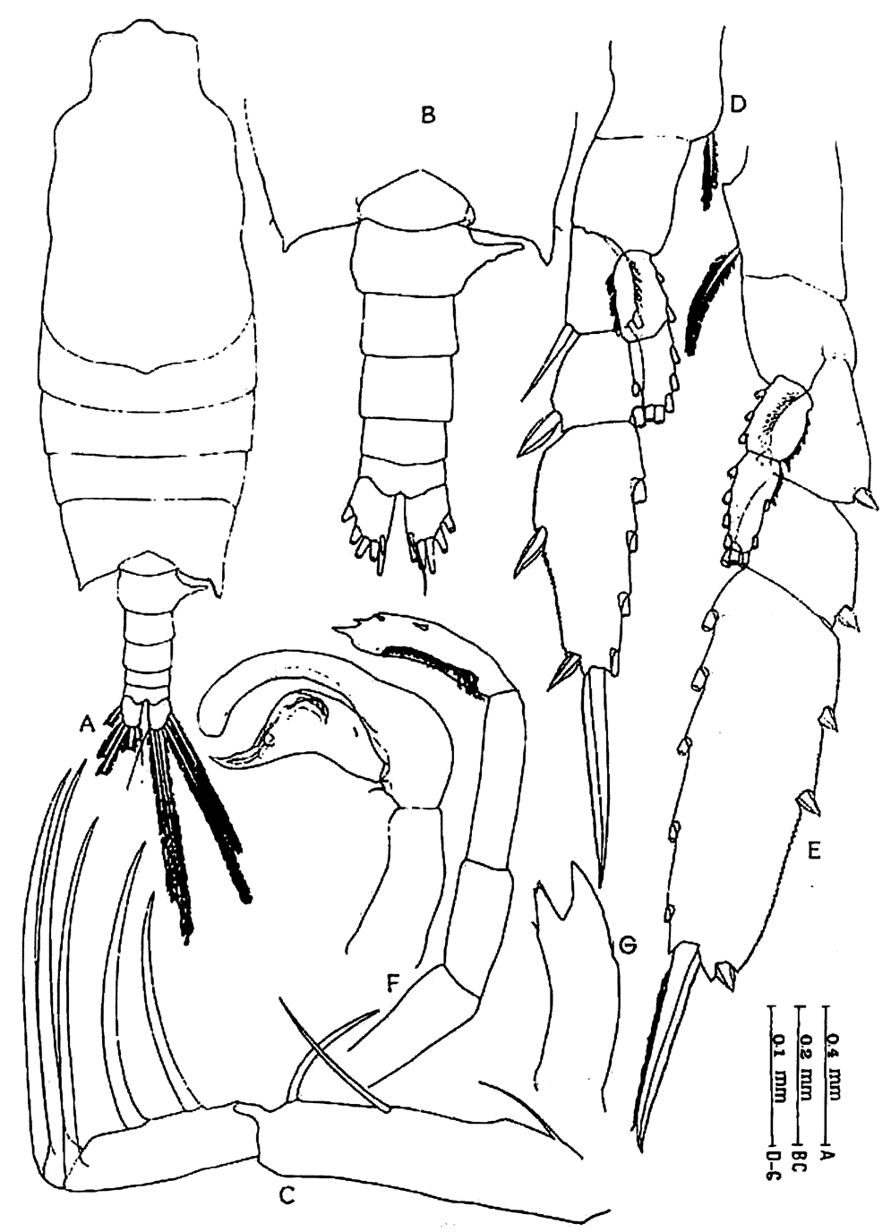 Espèce Candacia tenuimana - Planche 10 de figures morphologiques