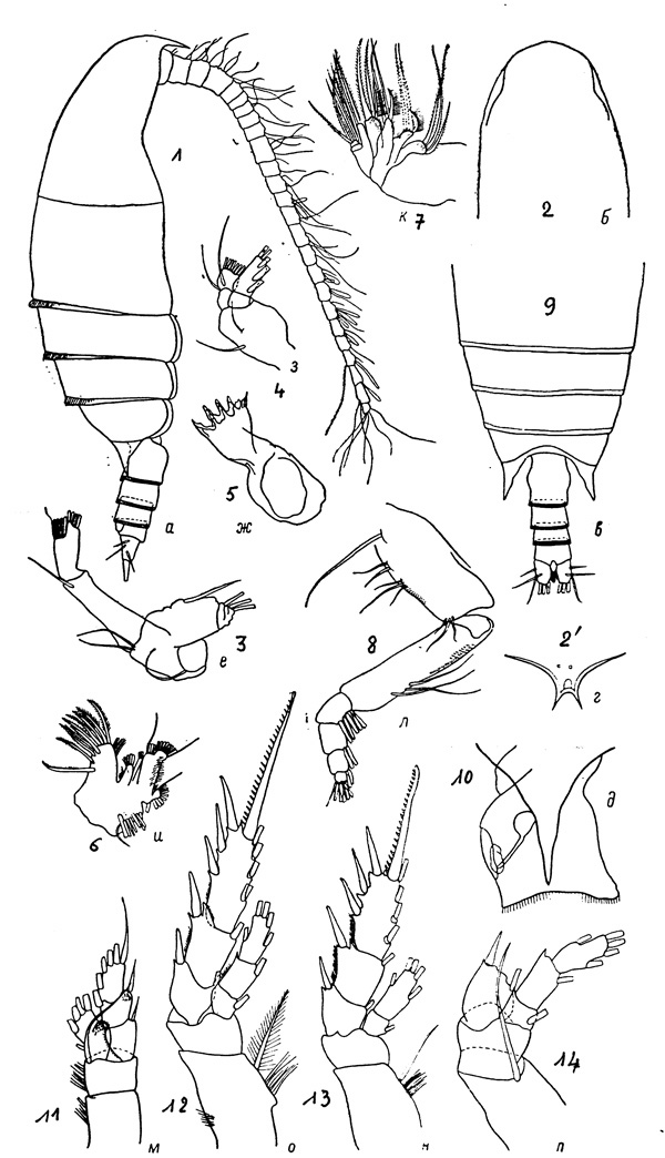 Espèce Bradyidius rakuma - Planche 3 de figures morphologiques