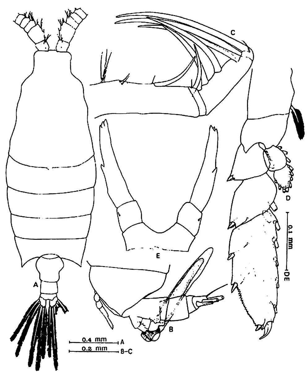 Espèce Candacia longimana - Planche 10 de figures morphologiques