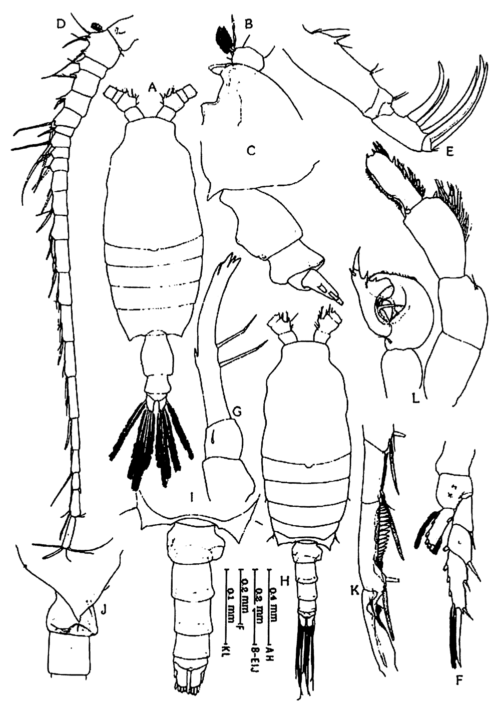 Espce Candacia discaudata - Planche 6 de figures morphologiques